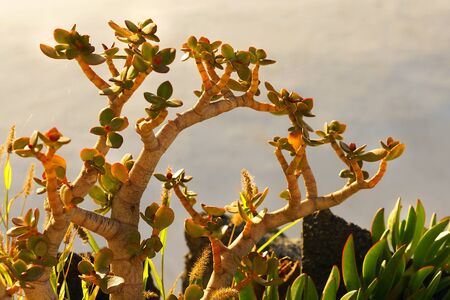 Beautiful succulent plant in the sun of Imerovigli, Santorini