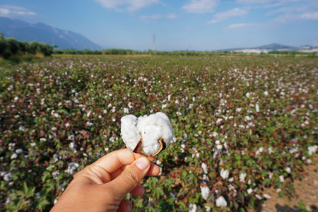 Cotton as it presents itself at the harvest in Septemberの写真素材