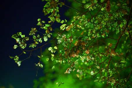 autumn leaves in backlight in Spianada square in Corfu, Greeceの写真素材