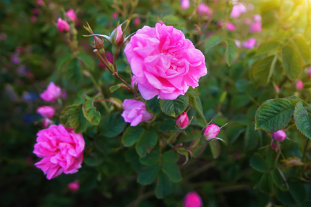 Beautiful Bulgarian Damask Roses in the Valley of Roses in Bulgaria