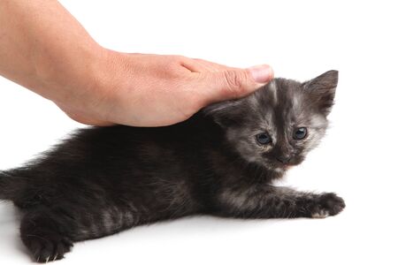 A hand gently caresses a black kitten on a white backgroundの写真素材