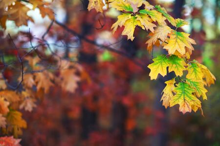 Branches of autumn trees on a blurred bokeh background with copy space