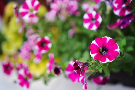 Petunia with blurred background and copy spaceの写真素材