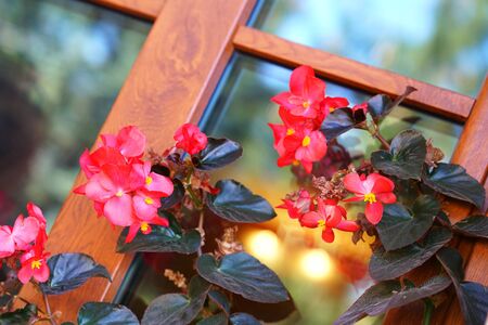 Red, beautiful begonias in a vase hanging on a wall, detailの写真素材