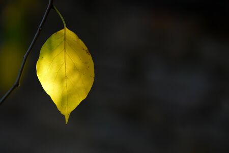Backlight on a black background of an autumn leaf