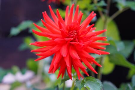 beautiful and colorful red dahlias with an extravagant shapeの写真素材