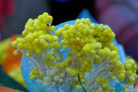 A typical Kythira suvenir are the flowers called 'Sempreviva', characteristic yellow flowers that are collected only one day a year on the islet called 'Egg', located right in front of the capital Choraの写真素材