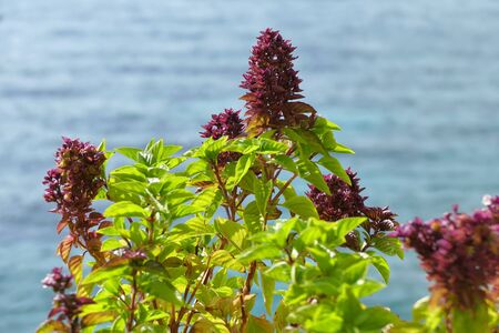Beautiful basil plant in full bloom in Kithyra, Greece