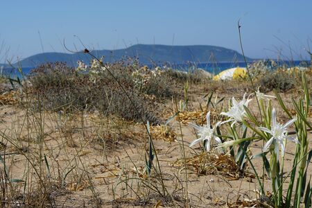 Beautiful sea lilies or Pancratium maritimum, which grow luxuriantly in the Mediterranean sand dunesの写真素材