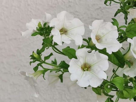 White surfinias blooming in a balcony in Italyの写真素材