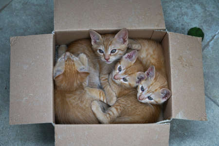 4 brown kittens one month old are resting peacefully in a cardboard box