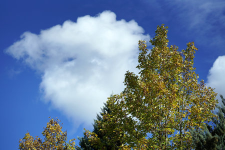 Typical landscape of forest and nature in the Sila National Park in Italyの写真素材