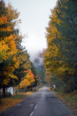 Autumn in Italy, Calabria, automn leaves in the forestの写真素材