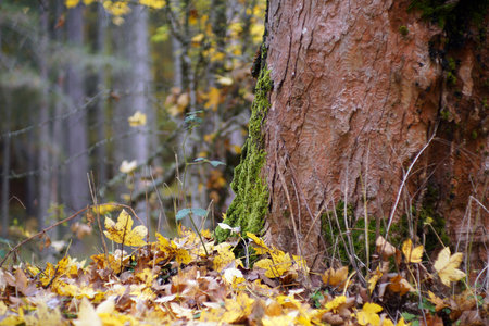 Autumn in Italy, Calabria, automn leaves in the forestの写真素材