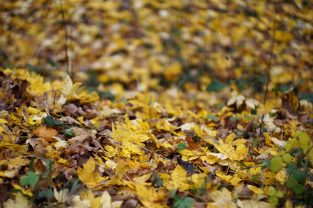 Autumn in Italy, Calabria, automn leaves in the forestの写真素材
