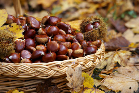 Chestnuts in a basket with autumn leavesの写真素材