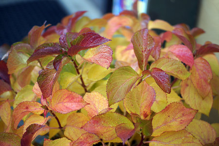 autumn in italy, autumn leavesの写真素材