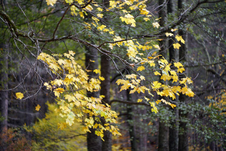 Autumn in Italy, Calabria, automn leaves in the forestの写真素材
