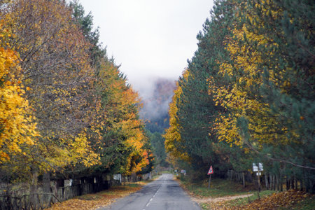 Autumn in Italy, Calabria, automn leaves in the forestの写真素材