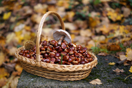 Chestnuts in a basket with autumn leavesの写真素材