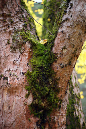 Autumn in Italy, Calabria, automn leaves in the forestの写真素材