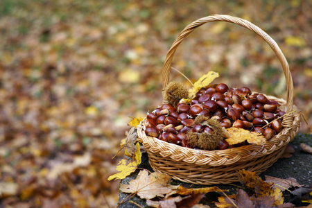 Chestnuts in a basket with autumn leavesの写真素材