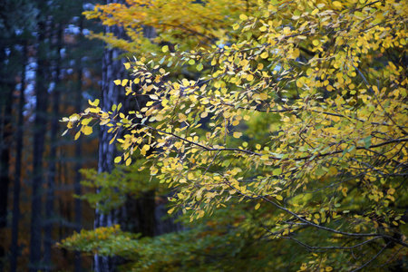 autumn in italy, autumn leaves in the forestの写真素材
