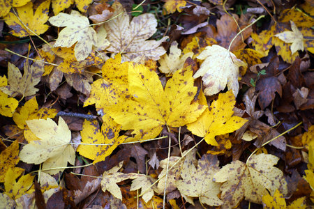 Autumn in Italy, Calabria, automn leaves in the forestの写真素材
