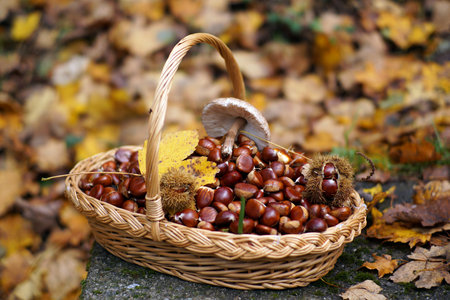 Chestnuts in a basket with autumn leavesの写真素材