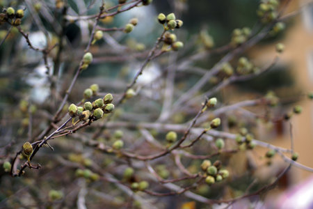 Autumn in Italy, plant withの写真素材
