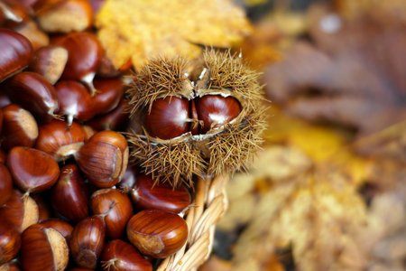 Chestnuts in a basket with autumn leavesの写真素材