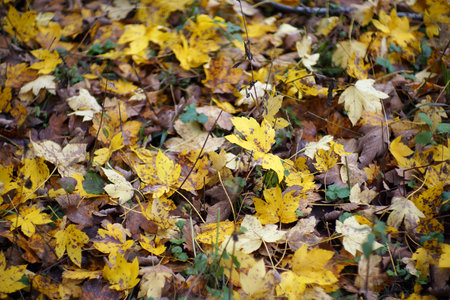 Autumn in Italy, Calabria, automn leaves in the forestの写真素材