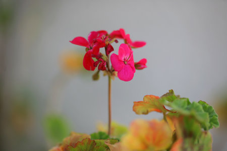 pink geranium on gray backgroundの写真素材