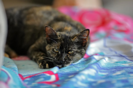 beautiful domestic cat looking straightの写真素材