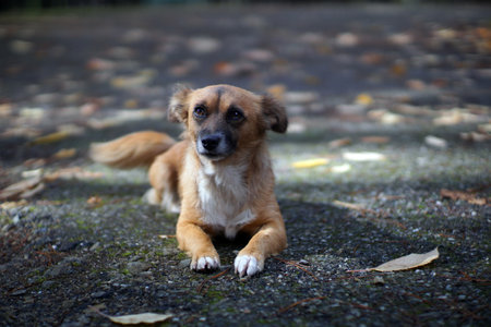 Cute little dog looking straightの写真素材