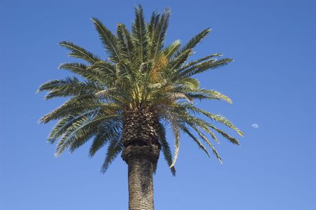 A single palm tree set against a clear blue sky...half moon shows up on the right sideの写真素材