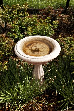 Bird Bath