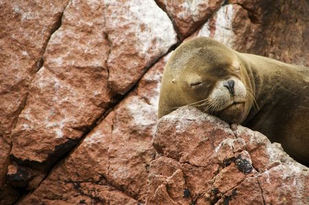 A Sea Lion Sleeps on a Rock in Isla Ballestas, Peruの写真素材
