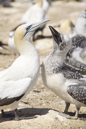 An adult and young Australian Gannet at their nesting ground on the South Island of New Zealandの写真素材