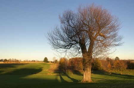 A single tree that has lost most of it's leaves in autumnの写真素材