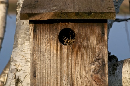 A closeup of a birdhouse attached to a tree