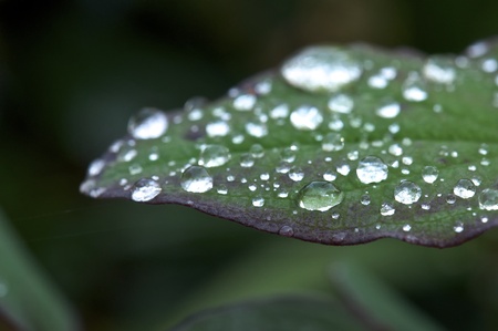 Closeup of a Green and Purple Leaf with Water Droplets