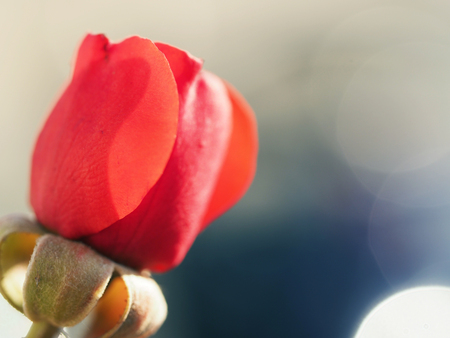 Bud of a scarlet rose in beams of the sun. Close upの写真素材