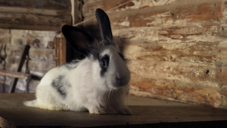 Farm. The nice small animal needs the help. Furs and fur for beautiful products.の写真素材