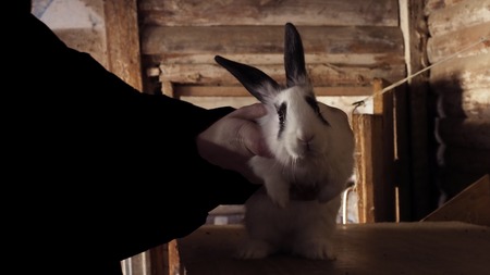Farm. The nice small animal needs the help. Furs and fur for beautiful products.の写真素材