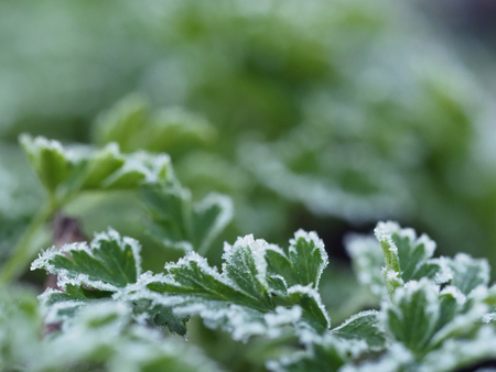 The sudden cold on the street. Frost on the edges of the leaves of the plant.の写真素材