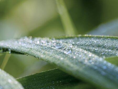 Macro photography of green freshness of nature on a spring or summer day.の写真素材