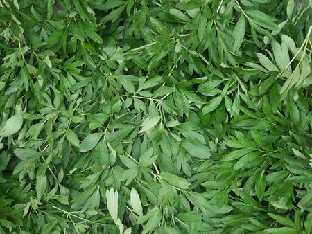 Green leaves border Backgrounds are creativeの写真素材