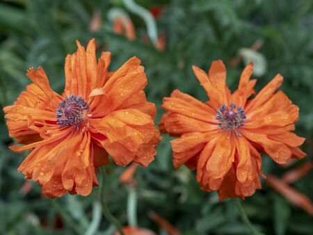 Flowers that are beautiful and created by natureの写真素材