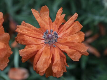 Flowers that are beautiful and created by natureの写真素材
